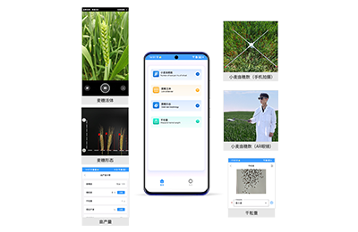 扬州市小麦亩穗数分析仪IN-XM02