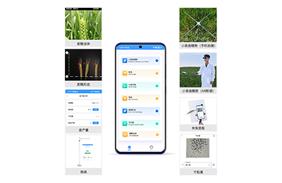 扬州市小麦表型测量仪IN-XM05